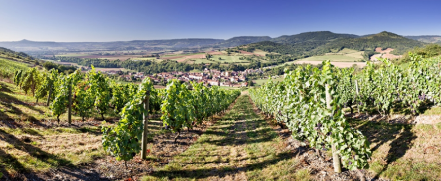 Boudes : balade dégustation dans les vignes Boudes : balade dégustation dans les vignes