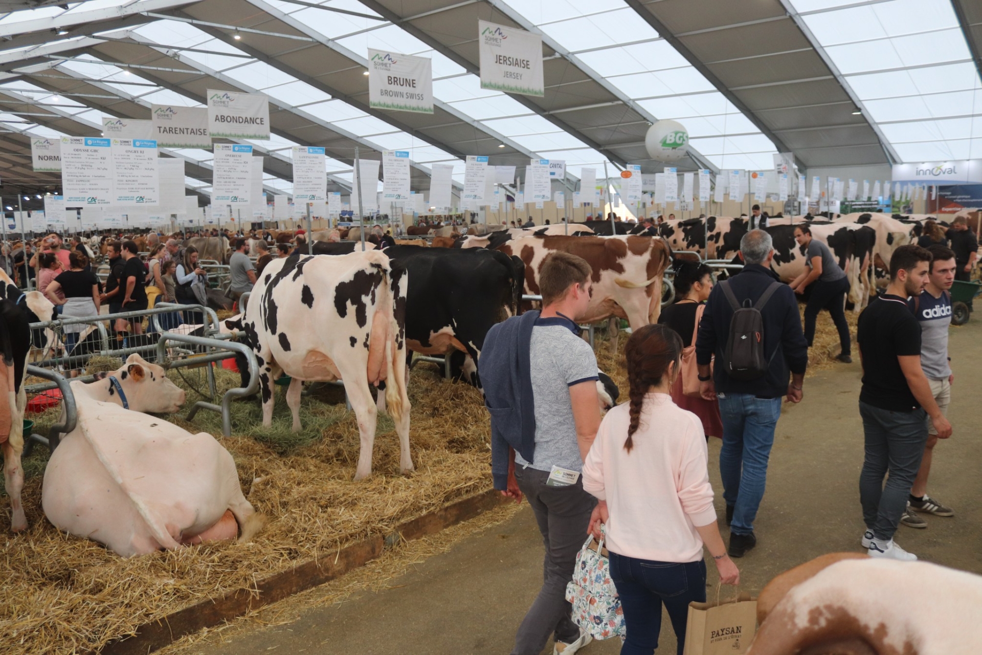 Les 5 événements à ne pas manquer en Auvergne en 2024 (partie 2) - Festival d'élevage