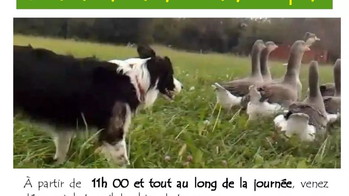 Montpeyroux - démonstration de chien de troupeau