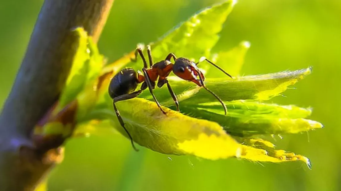 Sallèdes : Au coeur de la vie des fourmis