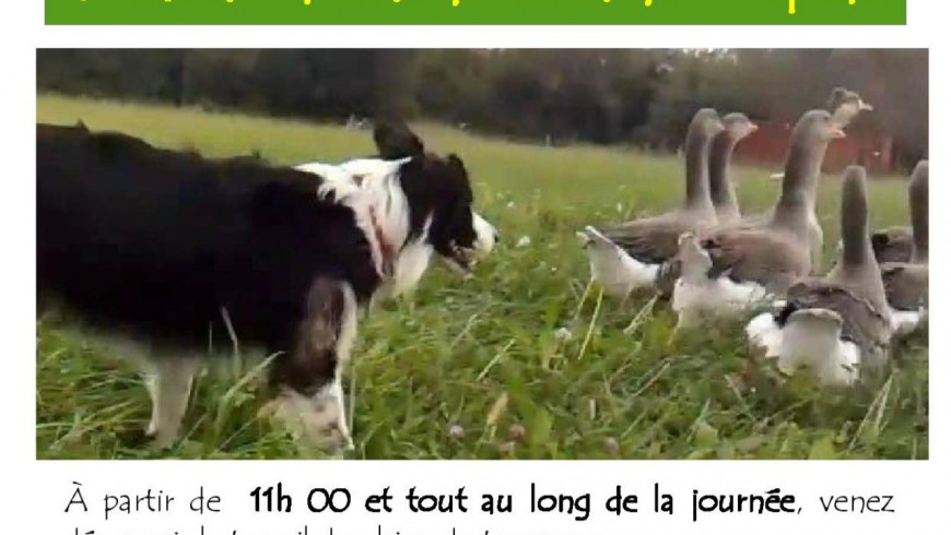 Montpeyroux - démonstration de chien de troupeau Montpeyroux - démonstration de chien de troupeau