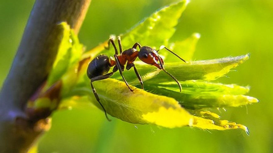 Sallèdes : Au coeur de la vie des fourmis Sallèdes : Au coeur de la vie des fourmis