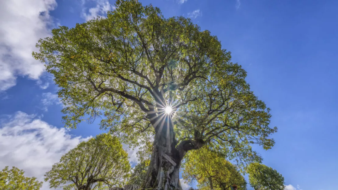Cantal : Un tilleul en lice pour le concours de « l’arbre de l’année »