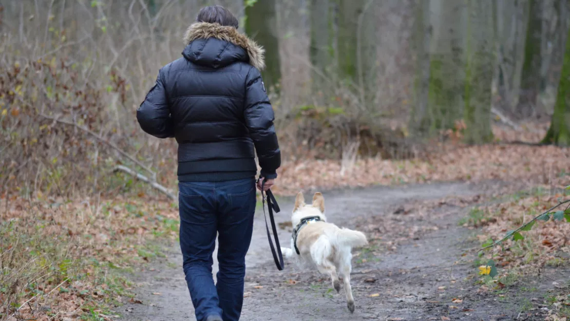Dès aujourd'hui, tenez votre chien en laisse lors d'une balade en forêt pour éviter l'amende