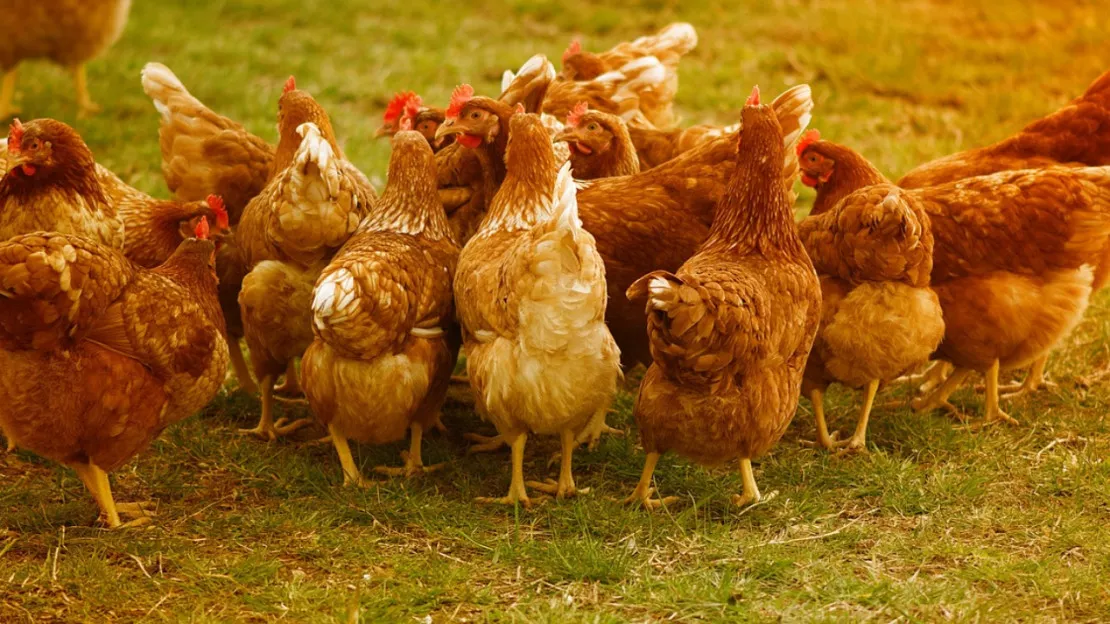 Influenza aviaire : une maladie qui touche les oiseaux a été détectée dans la région