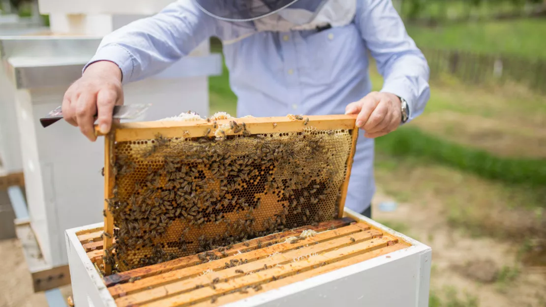 Cournon d'Auvergne (63) : face au changement climatique, les apiculteurs doivent adapter leur travail
