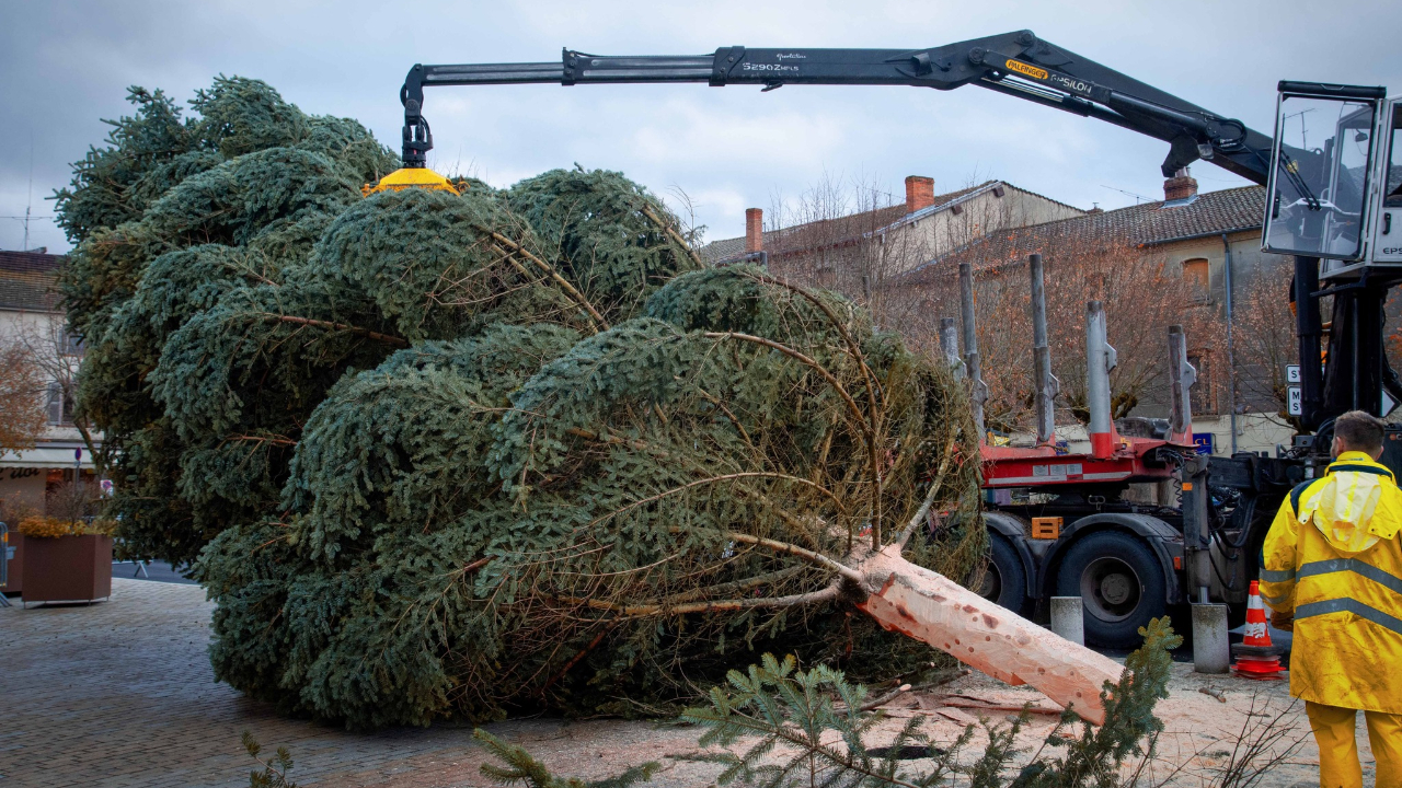 A Ambert, le sapin vient d'arriver et le marché de Noël se prépare A Ambert, le sapin vient d'arriver et le marché de Noël se prépare