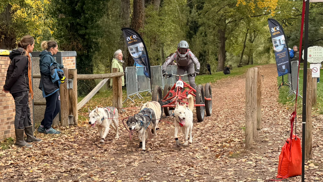 À Issoire, une course de chiens de traîneau sur terre rassemble des concurrents de toute l’Europe À Issoire, une course de chiens de traîneau sur terre rassemble des concurrents de toute l’Europe