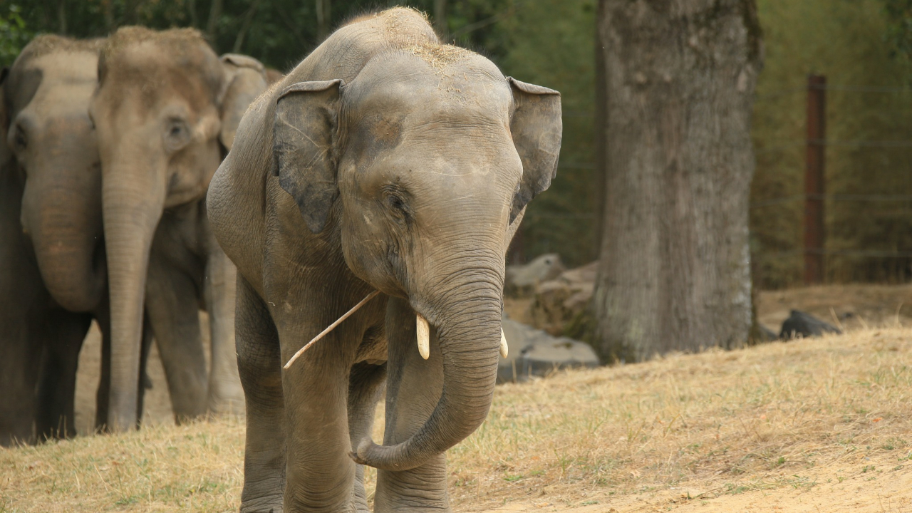 Allier : le parc animalier Le PAL annonce l'arriv&eacute;e d'une dizaine d'animaux en 2026
