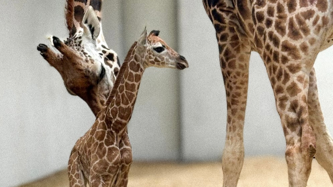 Allier : le parc animalier Le PAL annonce la naissance d'un bébé girafe (PHOTOS) Allier : le parc animalier Le PAL annonce la naissance d'un bébé girafe (PHOTOS)