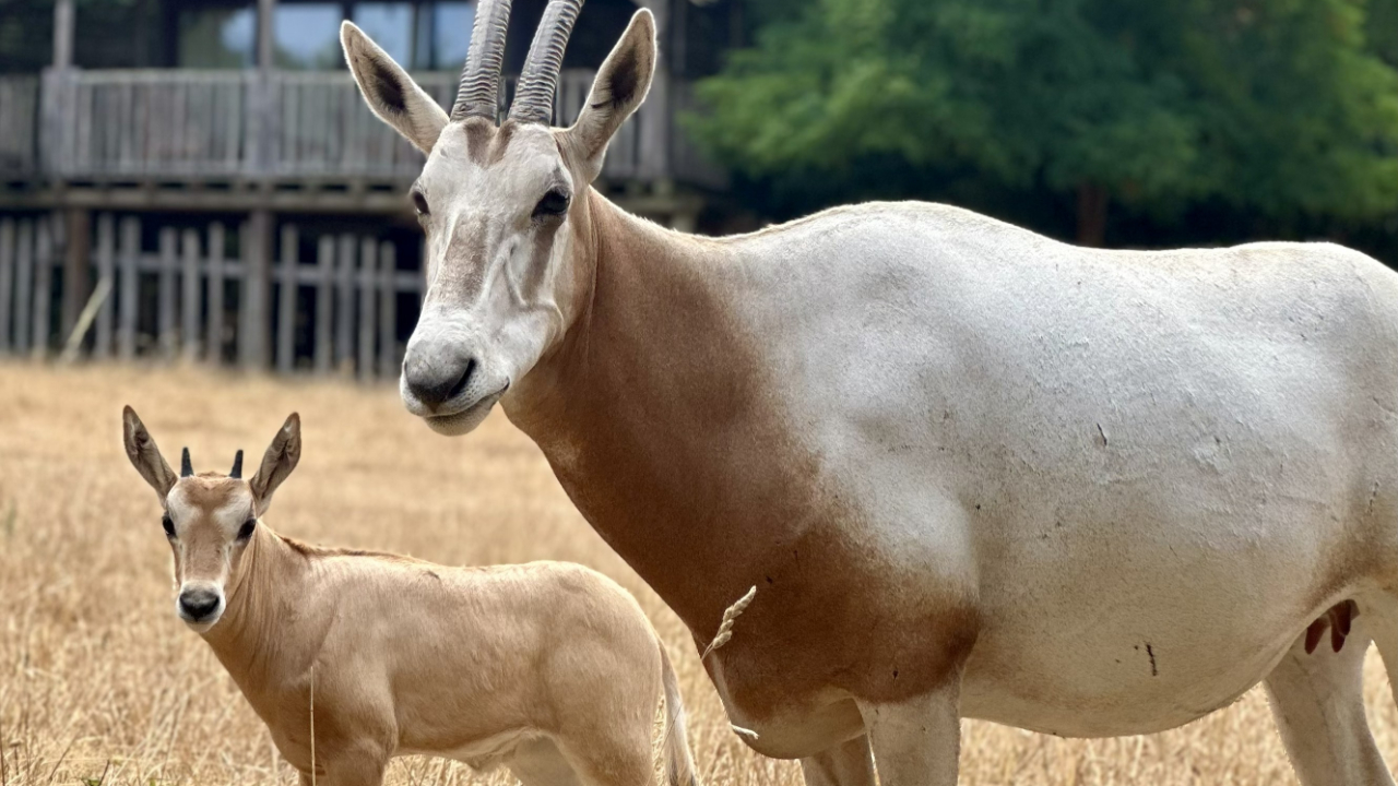 Au parc Le Pal, la naissance exceptionnelle d'un oryx algazelle Au parc Le Pal, la naissance exceptionnelle d'un oryx algazelle