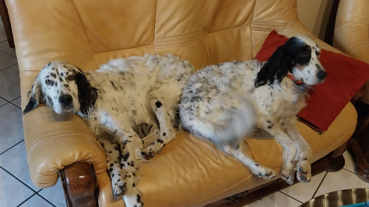 Auvergne : un mois après leur disparition, un duo de chiennes retrouvées... à 250 km de chez eux Auvergne : un mois après leur disparition, un duo de chiennes retrouvées... à 250 km de chez eux