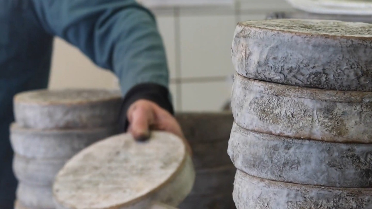 Puy-de-Dôme. Un concours du meilleur Saint-Nectaire organisé pour les 70 ans de l'AOP ce week-end Puy-de-Dôme. Un concours du meilleur Saint-Nectaire organisé pour les 70 ans de l'AOP ce week-end