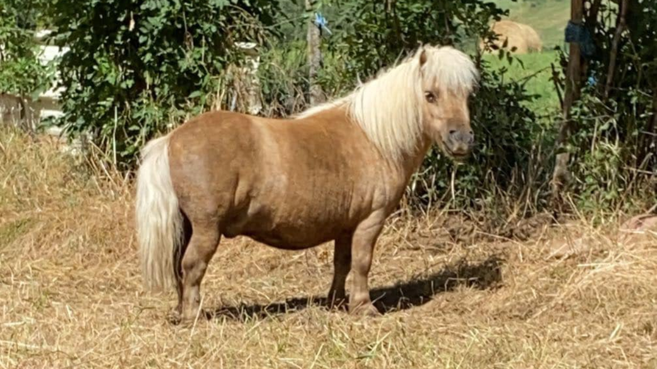 Chassagne (63) : un poney porté disparu depuis dix jours, la piste du vol envisagé Chassagne (63) : un poney porté disparu depuis dix jours, la piste du vol envisagé