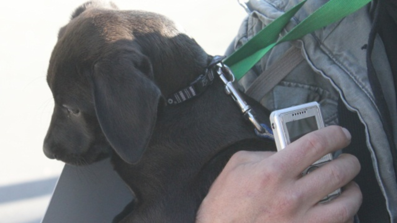 Clermont-Ferrand : il laisse son chiot dans la voiture en plein soleil, le pauvre animal retrouvé mort Clermont-Ferrand : il laisse son chiot dans la voiture en plein soleil, le pauvre animal retrouvé mort