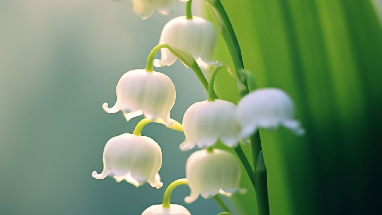 Cueillette du muguet : ce que vous pouvez (et ne pouvez pas) faire en Auvergne