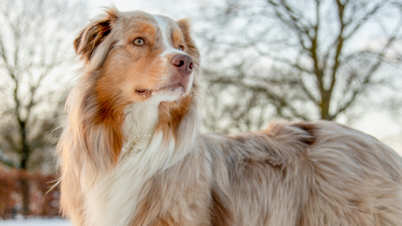 Découvrez les trois chiens préférés des français Découvrez les trois chiens préférés des français