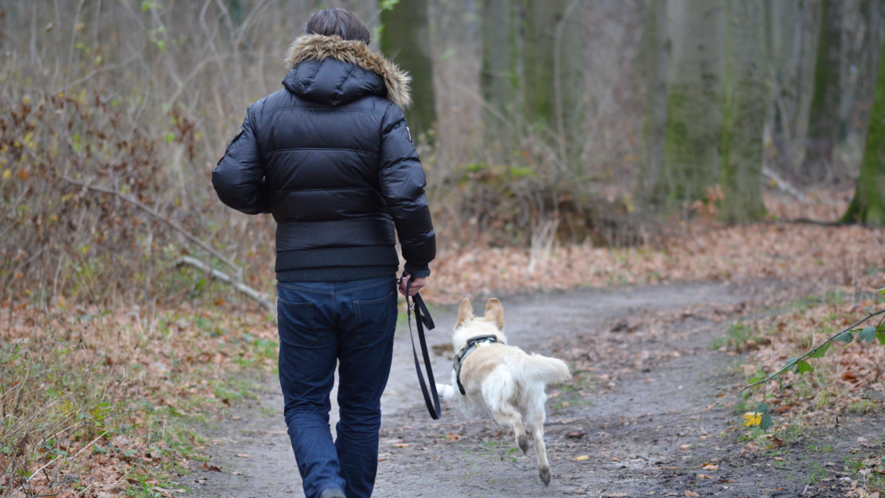 Dès aujourd'hui, tenez votre chien en laisse lors d'une balade en forêt pour éviter l'amende Dès aujourd'hui, tenez votre chien en laisse lors d'une balade en forêt pour éviter l'amende
