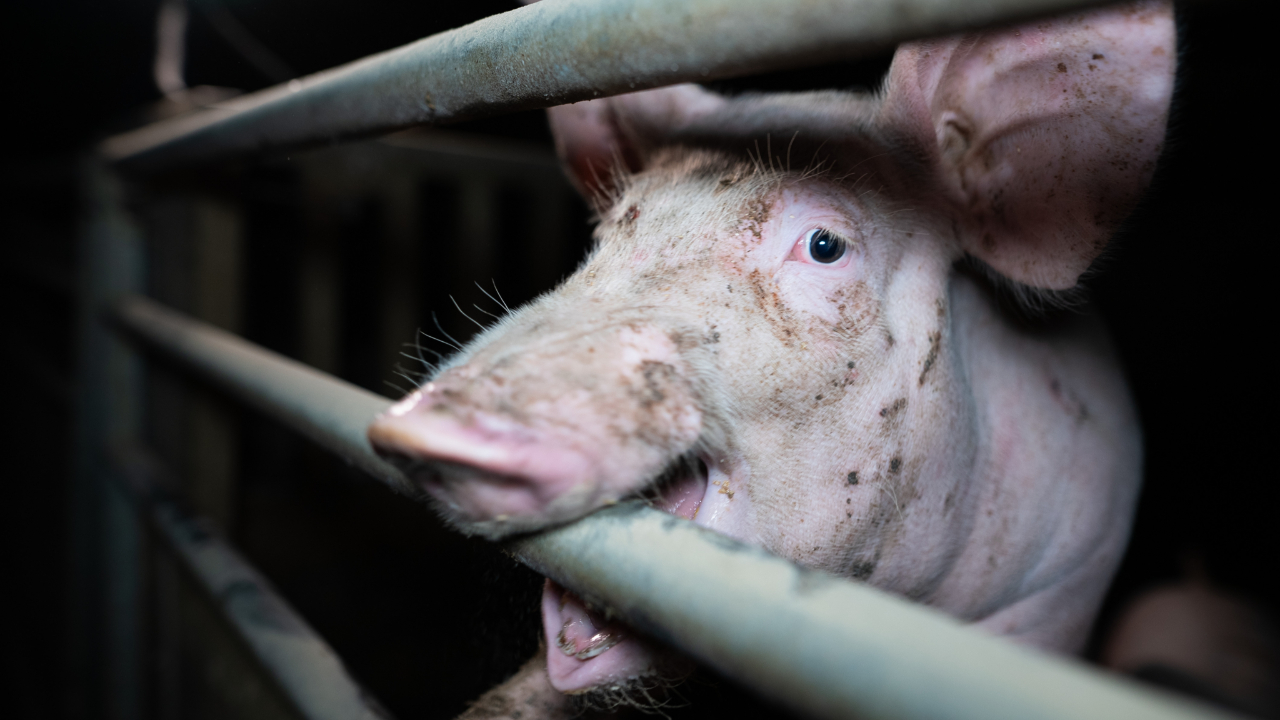 L214 se mobilise à Clermont-Ferrand après les révélations sur des élevages de porcs fournissant E. Leclerc L214 se mobilise à Clermont-Ferrand après les révélations sur des élevages de porcs fournissant E. Leclerc