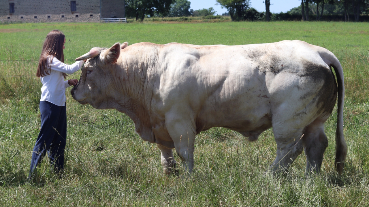 La race Charolaise sera la star du Sommet de l'Élevage 2025 (VIDÉO)