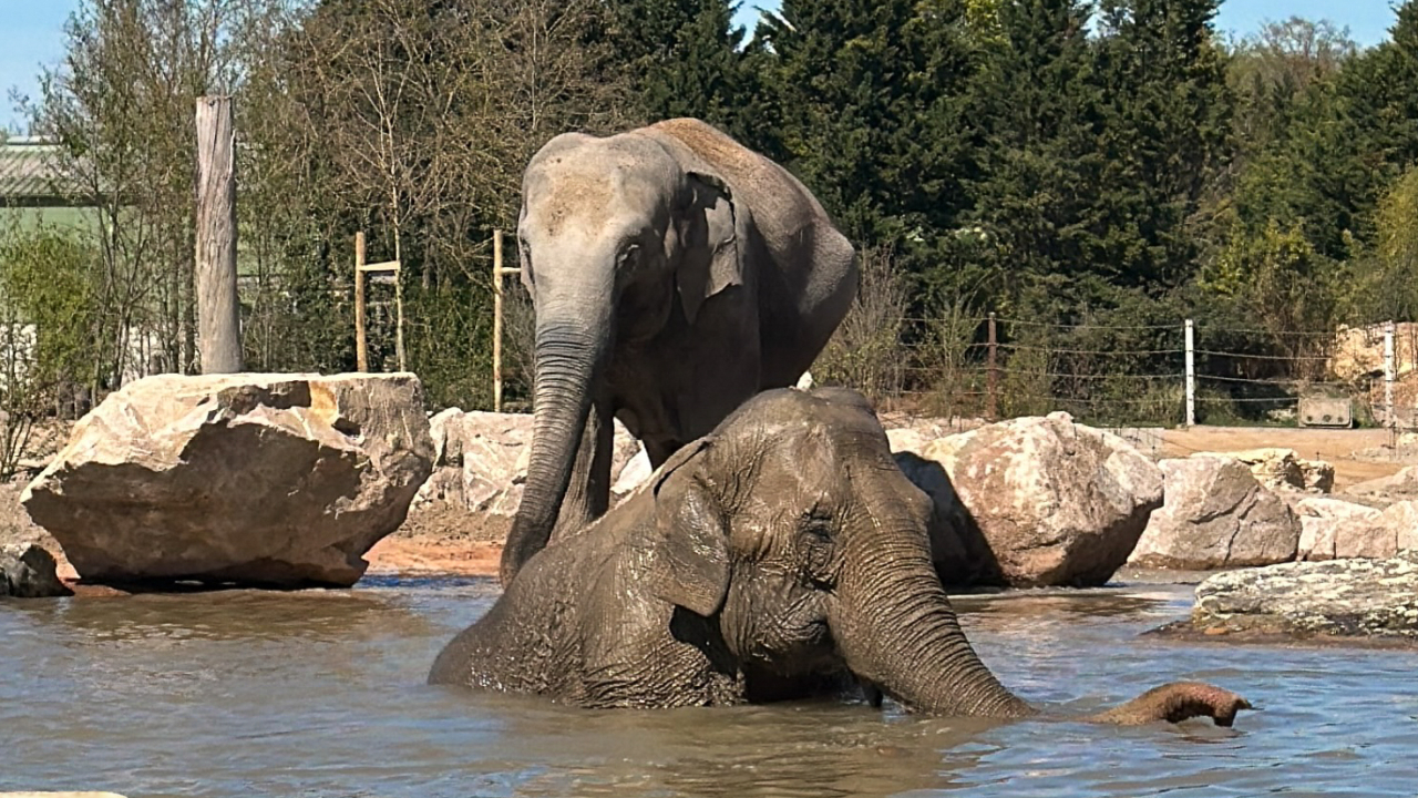 Le Pal : un &eacute;l&eacute;phant d'Asie fait son arriv&eacute;e ce mardi dans l'Allier