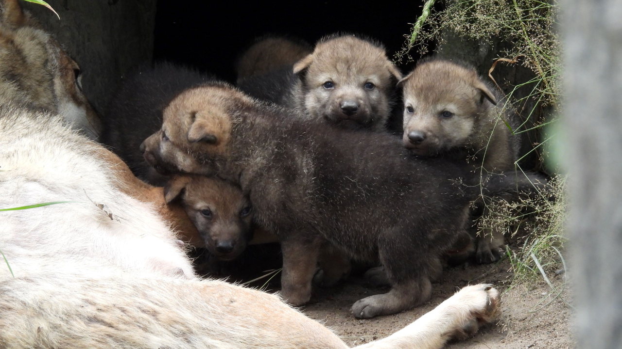 Le parc "Le Pal" célèbre la naissance de cinq louveteaux (PHOTOS) Le parc "Le Pal" célèbre la naissance de cinq louveteaux (PHOTOS)