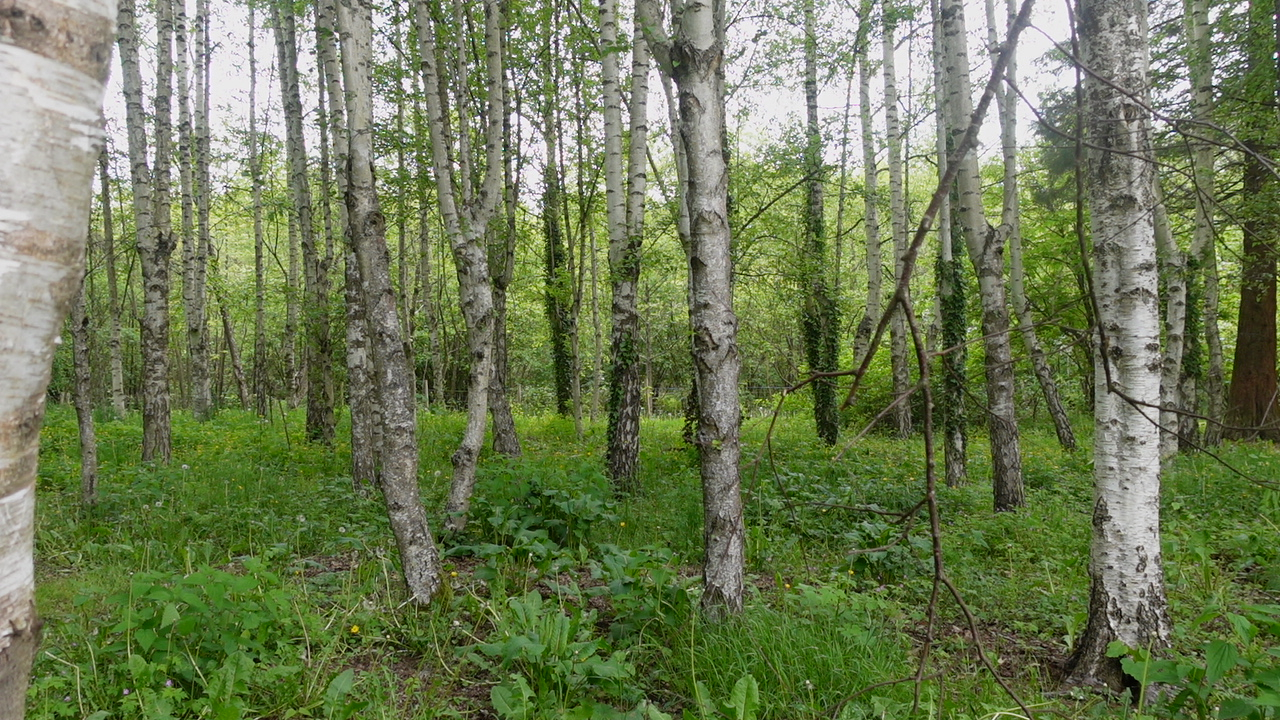 Les for&ecirc;ts de Ceyrat et Boiss&eacute;jour ferm&eacute;s en raison des intemp&eacute;ries