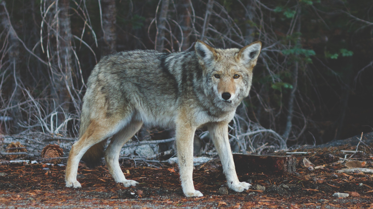 Neuf brebis retrouv&eacute;es mortes apr&egrave;s deux attaques de loups dans le Puy-de-D&ocirc;me