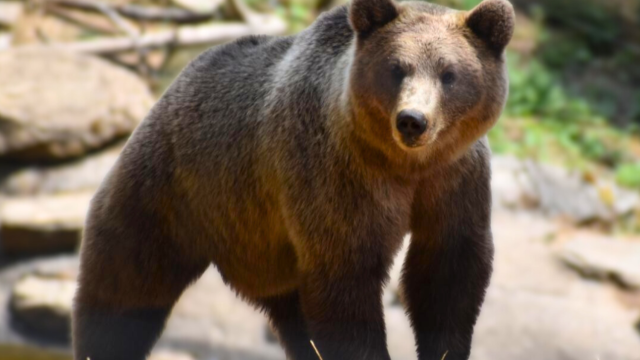 Parc Animalier d’Auvergne : deux ours bruns accueillis pour renforcer la place des espèces menacées Parc Animalier d’Auvergne : deux ours bruns accueillis pour renforcer la place des espèces menacées