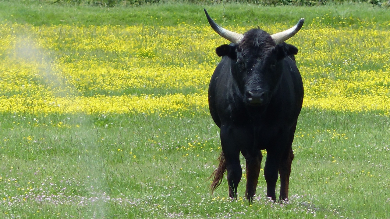 Puy-de-Dôme : Deux agriculteurs gravement blessés après une attaque de taureau Puy-de-Dôme : Deux agriculteurs gravement blessés après une attaque de taureau