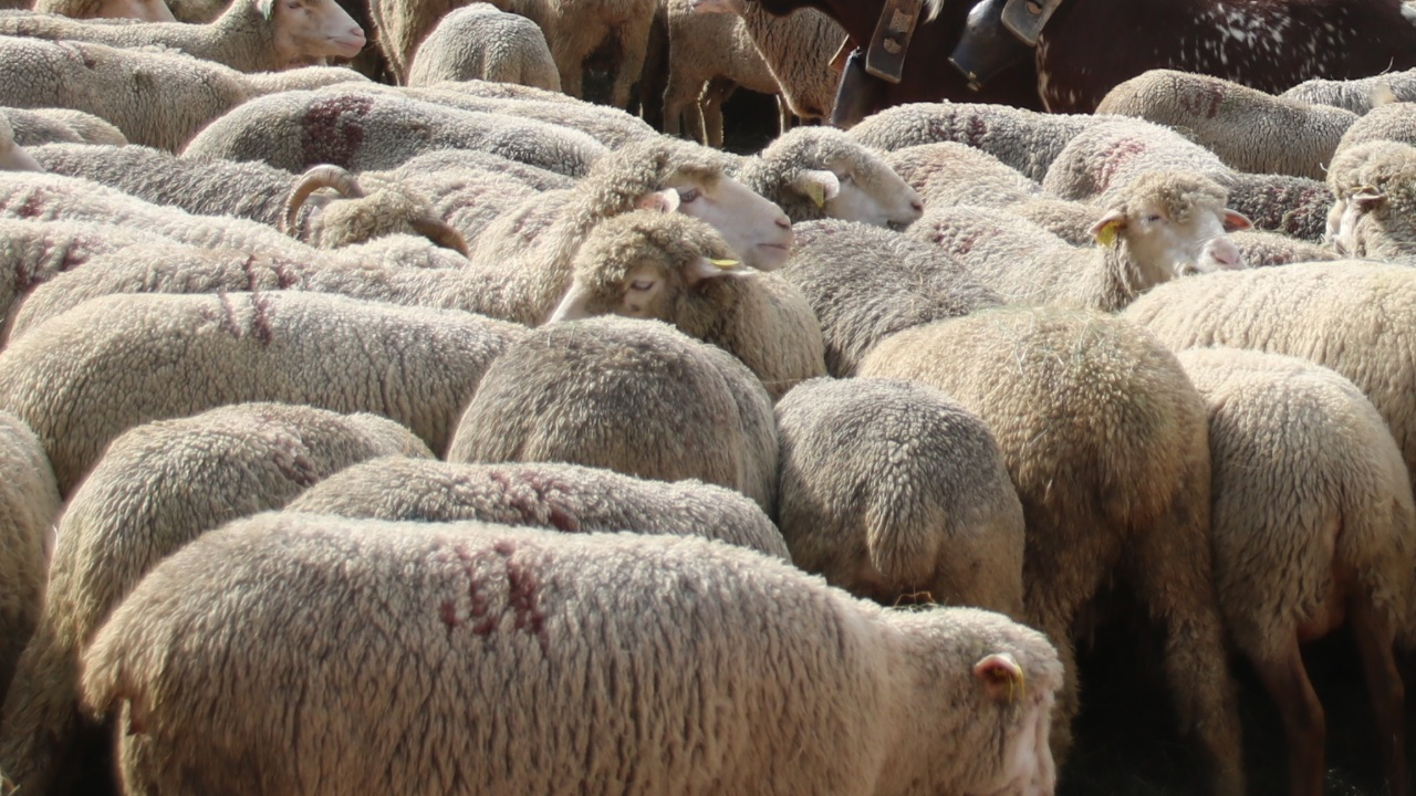 Puy-de-Dôme. La préfecture rappelle les règles sanitaires avant la fête de l'Aïd el-Adha Puy-de-Dôme. La préfecture rappelle les règles sanitaires avant la fête de l'Aïd el-Adha