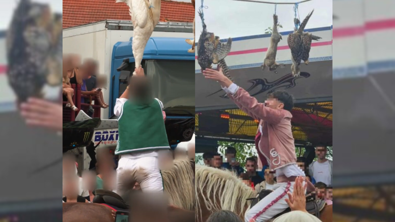 Puy-de-Dôme : le "jeu du cou de l'oie" a finalement eu lieu à Saint-Bonnet-près-Riom, le préfet saisit la justice