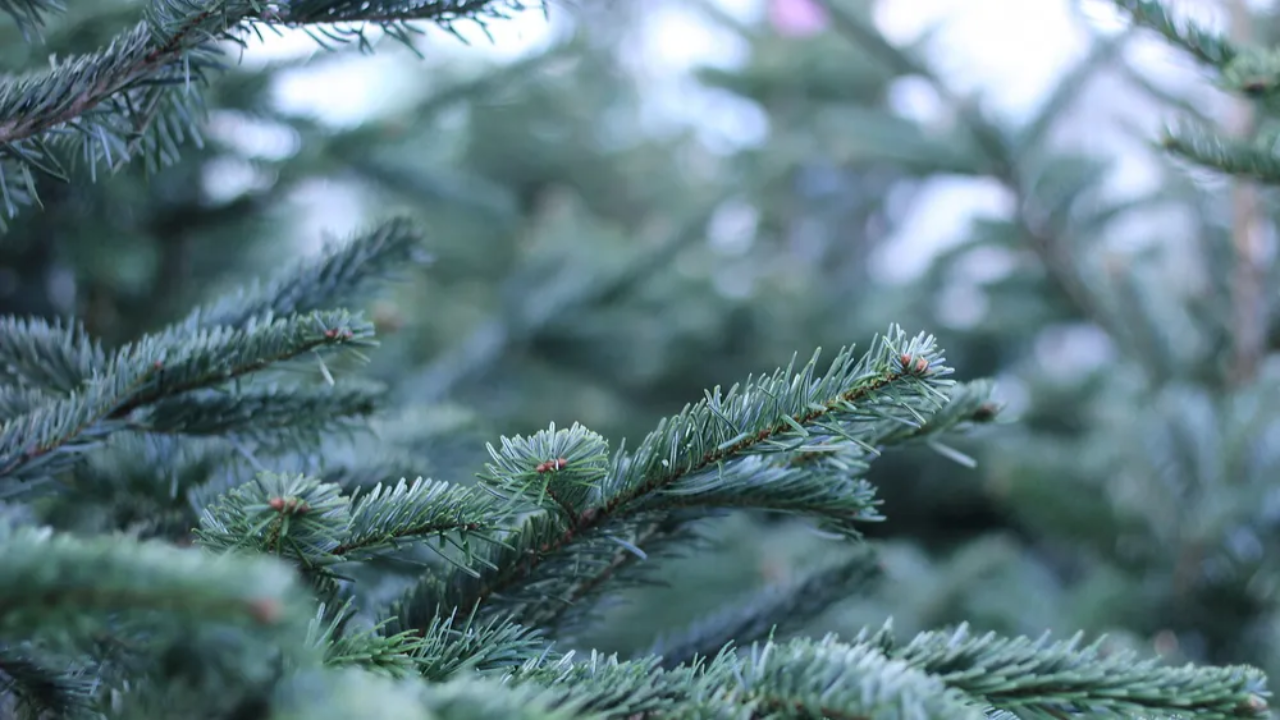 Puy de Dôme : où déposer votre sapin de Noël après les fêtes ? Puy de Dôme : où déposer votre sapin de Noël après les fêtes ?