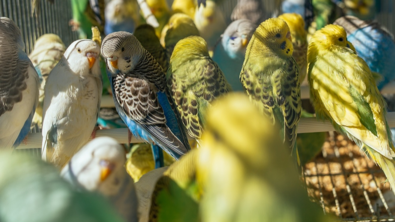 Trafic présumé d’oiseaux à Clermont-Ferrand : trois suspects poursuivis après une enquête longue de plusieurs années Trafic présumé d’oiseaux à Clermont-Ferrand : trois suspects poursuivis après une enquête longue de plusieurs années