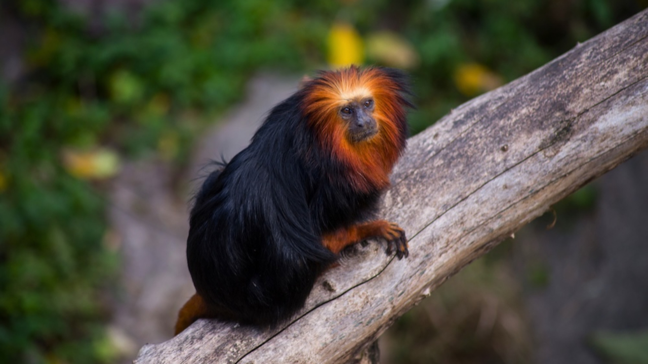 "Un acte d&rsquo;urgence" : quatre esp&egrave;ces menac&eacute;es arrivent au Parc animalier d&rsquo;Auvergne