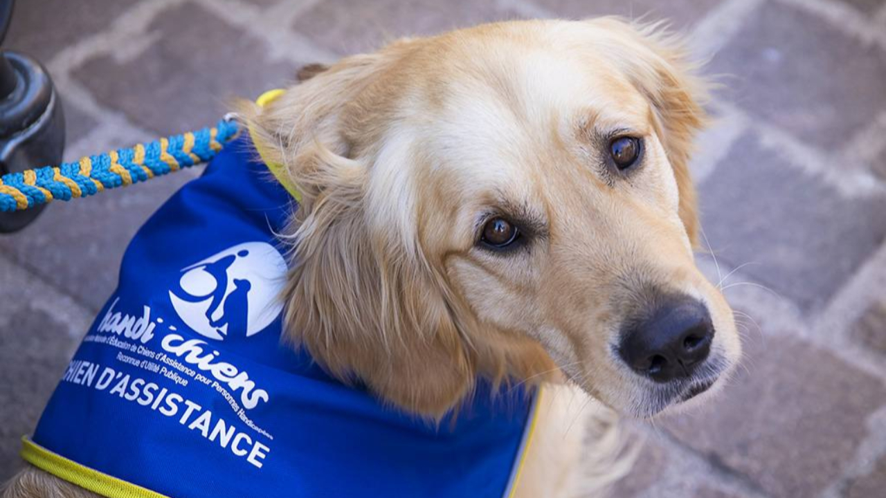 Un collège du Puy-de-Dôme crée une cagnotte pour accueillir un chien d'assistance Un collège du Puy-de-Dôme crée une cagnotte pour accueillir un chien d'assistance
