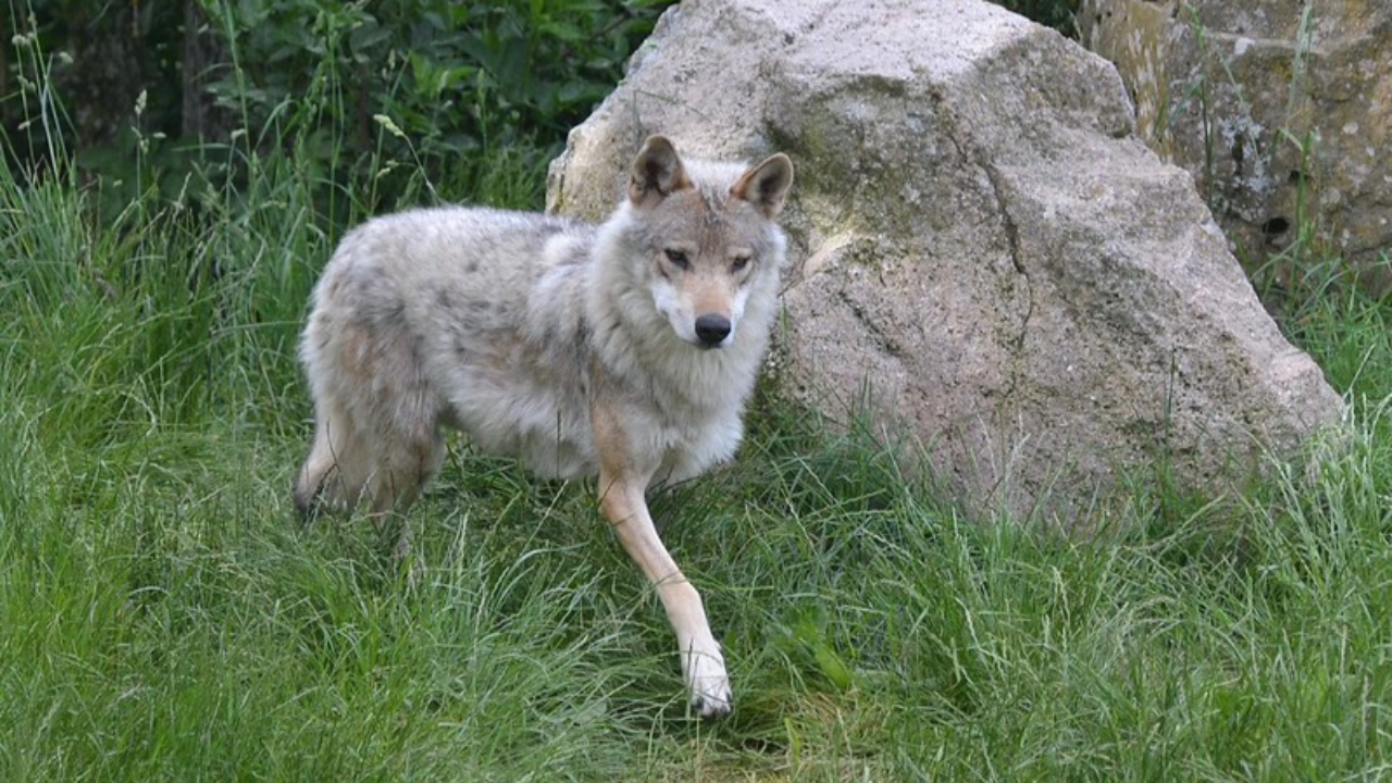 Un loup confirm&eacute; en Montagne bourbonnaise apr&egrave;s quatre attaques suspect&eacute;es