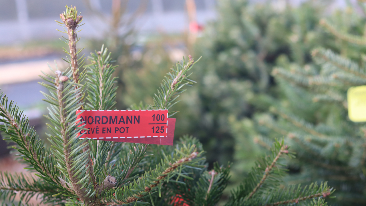 VIDÉO - Nos conseils pour garder votre sapin de Noël plusieurs semaines VIDÉO - Nos conseils pour garder votre sapin de Noël plusieurs semaines