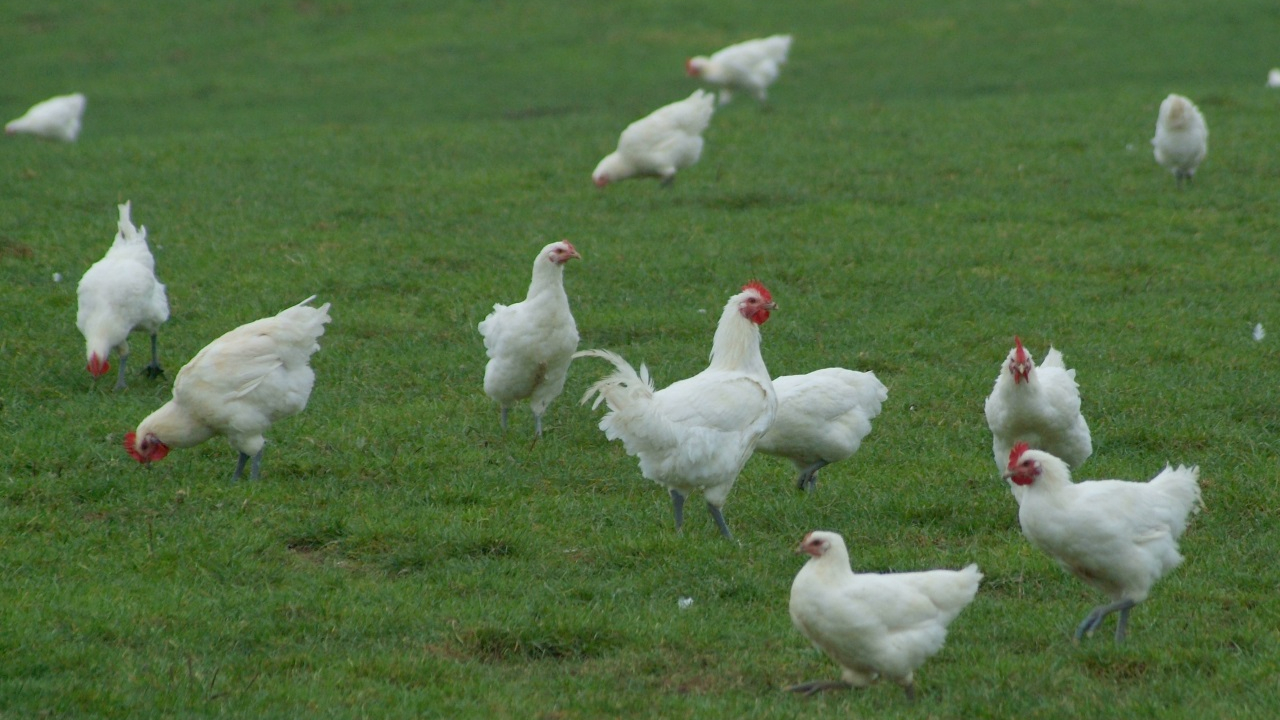 Vols d’animaux dans le secteur de Billom : un jeune homme condamné, trois complices absents Vols d’animaux dans le secteur de Billom : un jeune homme condamné, trois complices absents