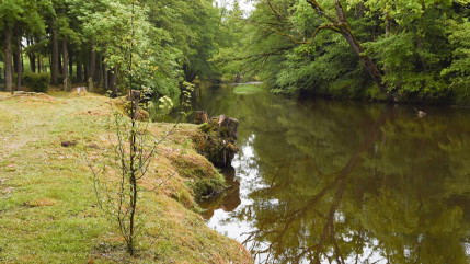 550 arbres plantés pour repeupler 2 sites à Ambert 550 arbres plantés pour repeupler 2 sites à Ambert