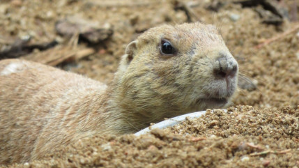 Allier : Le PAL accueille une nouvelle espèce trop mignonne (PHOTOS)