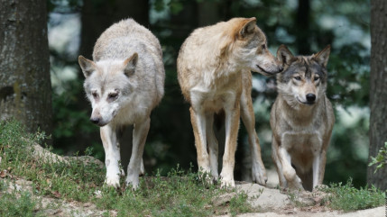 Allier : une habitante de Chamalières (63) a-t-elle été attaqué par un loup lors d'une promenade ?