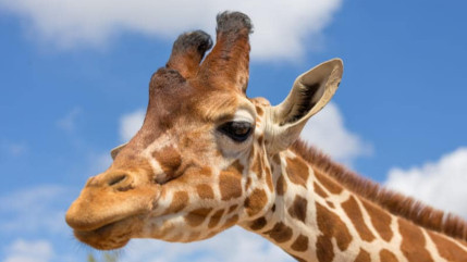 Au Parc Animalier d'Auvergne, une girafe mâle décède sans symptôme précurseur Au Parc Animalier d'Auvergne, une girafe mâle décède sans symptôme précurseur