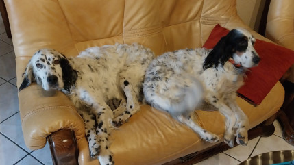 Auvergne : un mois après leur disparition, un duo de chiennes retrouvées... à 250 km de chez eux