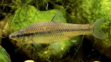 Cantal : Un petit poisson menace l’écosystème des cours d’eau