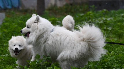 Clermont-Ferrand dans le top 5 des villes fran&ccedil;aises les plus accueillantes pour les chiens
