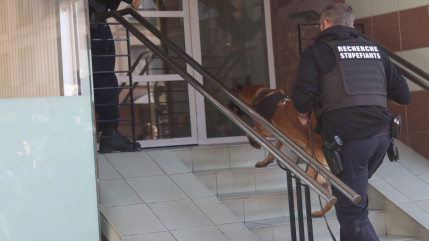 Clermont-Ferrand : un jeune couple arrêté pour un pied de cannabis dans leur appartement