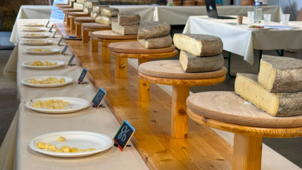 Concours du Saint-Nectaire : les meilleurs fromages de l&rsquo;ann&eacute;e r&eacute;compens&eacute;s en Auvergne