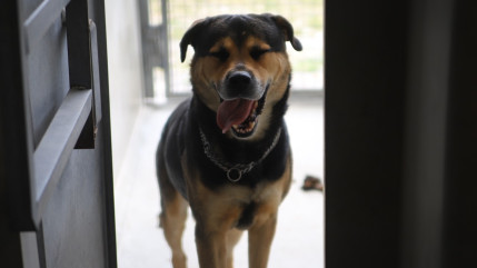 Deux puydomois arrêtés pour avoir abandonné leurs trois chiens à Rochefort-Montagne Deux puydomois arrêtés pour avoir abandonné leurs trois chiens à Rochefort-Montagne