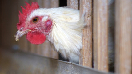 Incendie à Miremont : un hangar agricole détruit, une centaine de volailles perdues Incendie à Miremont : un hangar agricole détruit, une centaine de volailles perdues